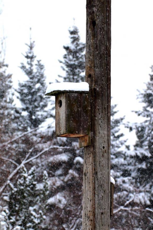 Do Birds Use Birdhouses in the Winter? Bird Feeder Hub