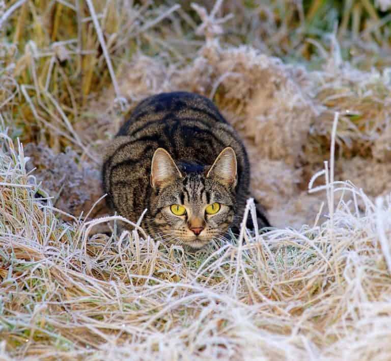 How to Keep Cats Away From Bird Feeders Bird Feeder Hub