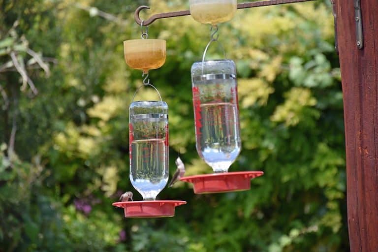 How to Keep Ants Away From Hummingbird Feeders (7 Tips) Bird Feeder Hub