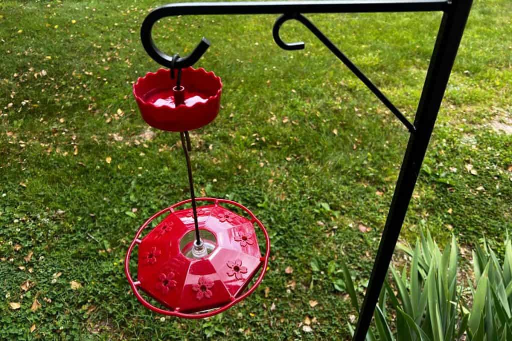 How to Keep Ants Away From Hummingbird Feeders (7 Tips) Bird Feeder Hub