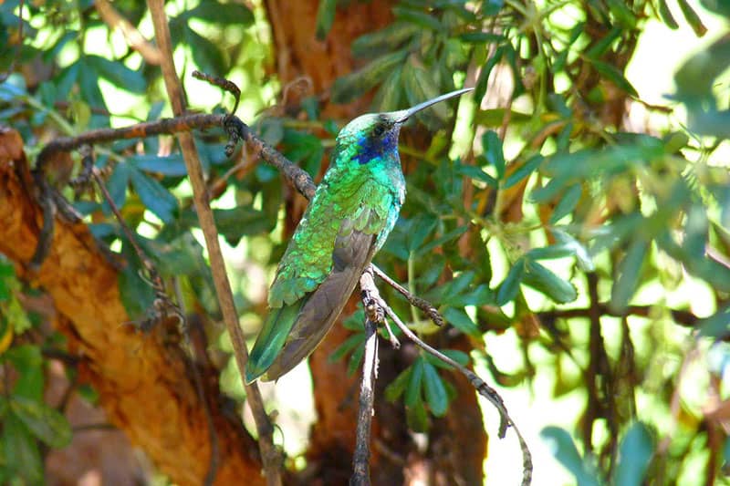 Hummingbird Facts Myths And Faq Bird Feeder Hub