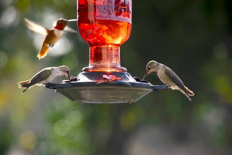 DIY Hummingbird Baths (5 Awesome Ideas) Bird Feeder Hub