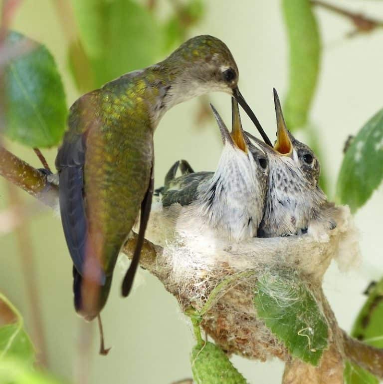 How Long Do Hummingbirds Live? Bird Feeder Hub