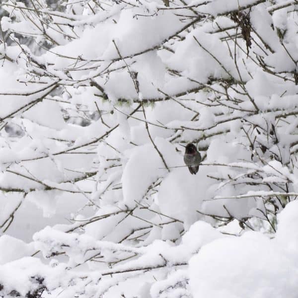 How to Help Hummingbirds in the Winter (4 Ways) Bird Feeder Hub