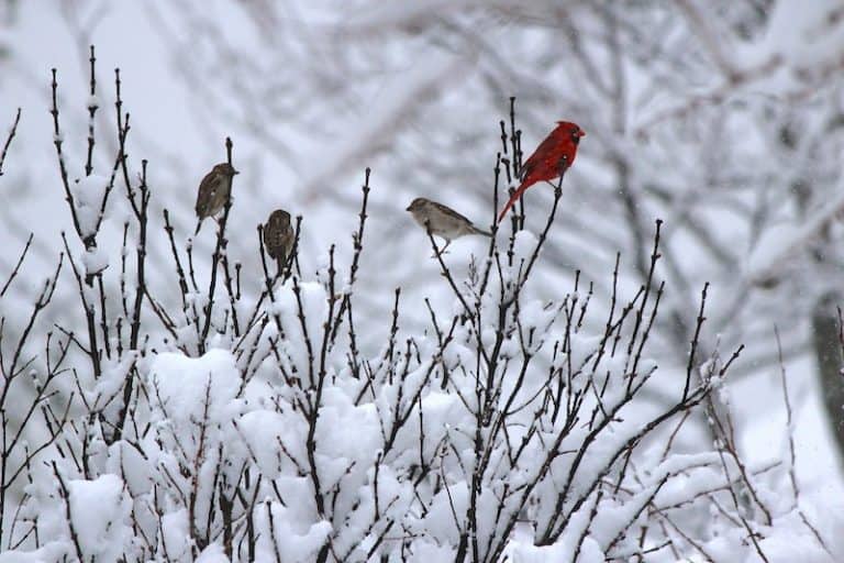 Do Birds Use Birdhouses in the Winter? Bird Feeder Hub