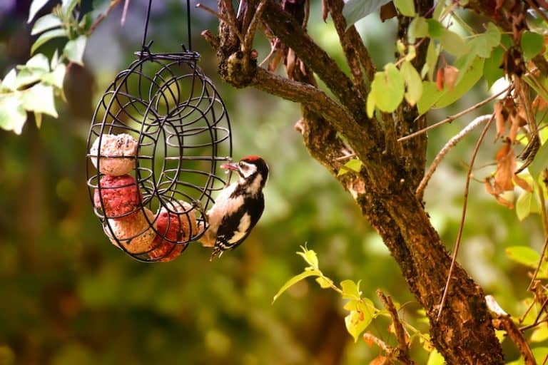 What is Bird Suet? Bird Feeder Hub