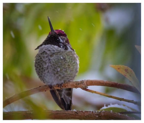 How to Help Hummingbirds in the Winter (4 Ways) Bird Feeder Hub