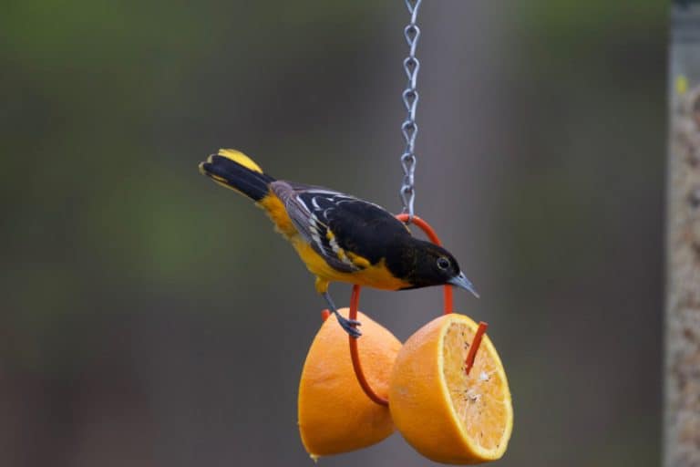 How to Attract Orioles to Your Yard (9 Helpful Tips) Bird Feeder Hub