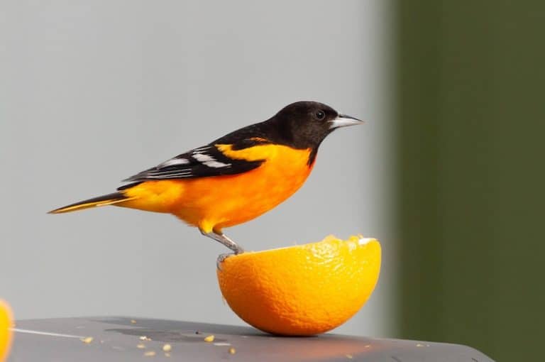 How to Attract Orioles to Your Yard (9 Helpful Tips) Bird Feeder Hub