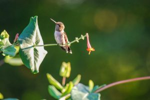7 Hummingbirds in Arkansas (Pictures)