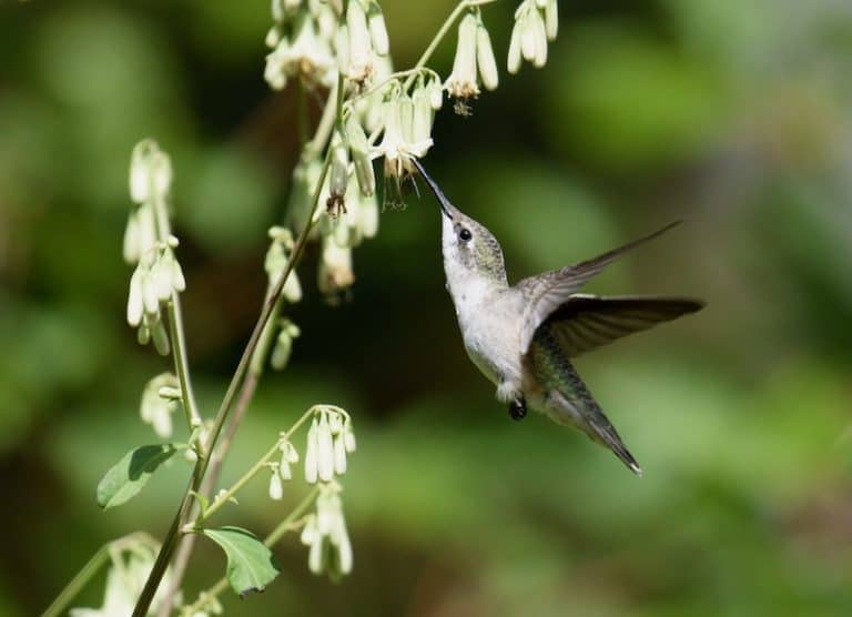 Why Did My Hummingbirds Disappear? (5 Reasons) Bird Feeder Hub