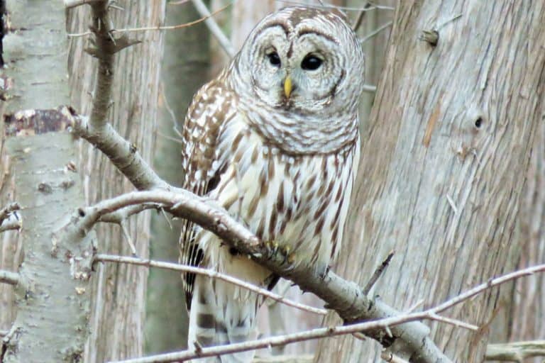 The 10 Species of Owls in Michigan Bird Feeder Hub