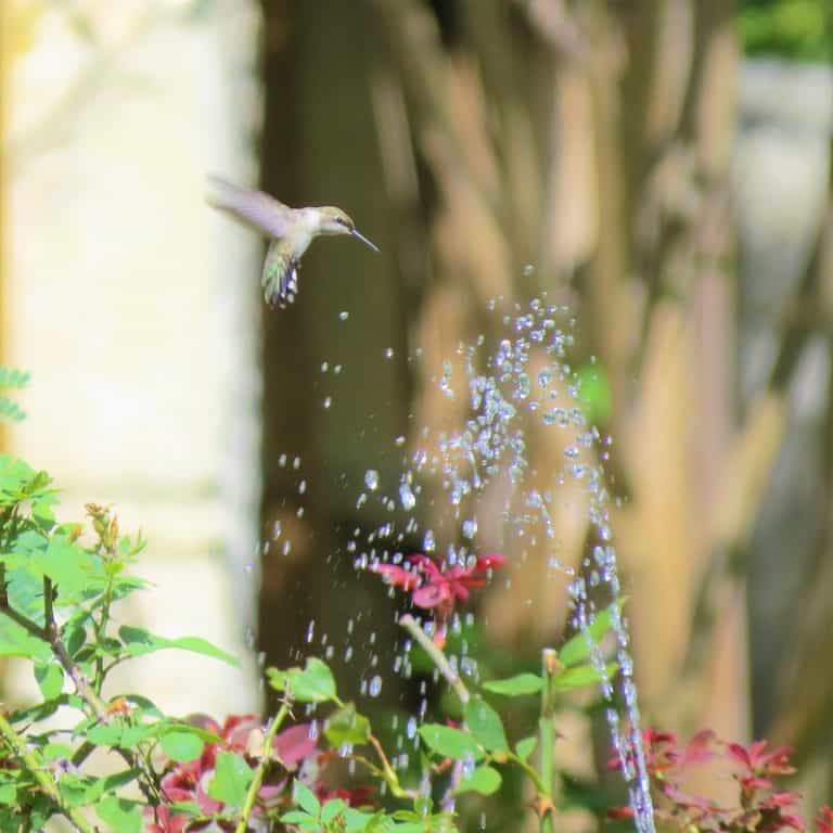 Do Hummingbirds Use Bird Baths? Bird Feeder Hub