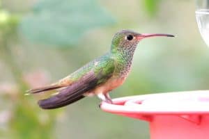 9 Types of Hummingbirds in Louisiana! (With Pictures)