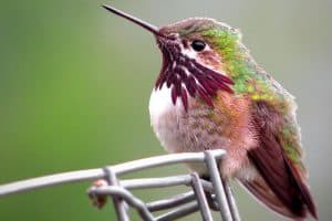 5 Hummingbirds in Washington State (Common & Rare)