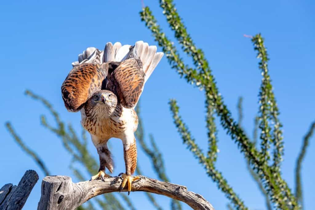 The 10 Hawks in Kansas (With Pictures) Bird Feeder Hub