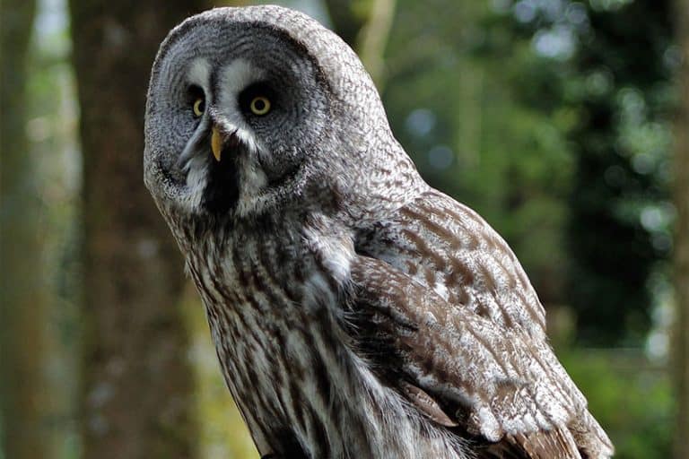 The 8 Types of Owls In Missouri (With Pictures) Bird Feeder Hub