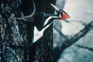 You Probably Didn’t See an Ivory-billed Woodpecker, Here’s Why