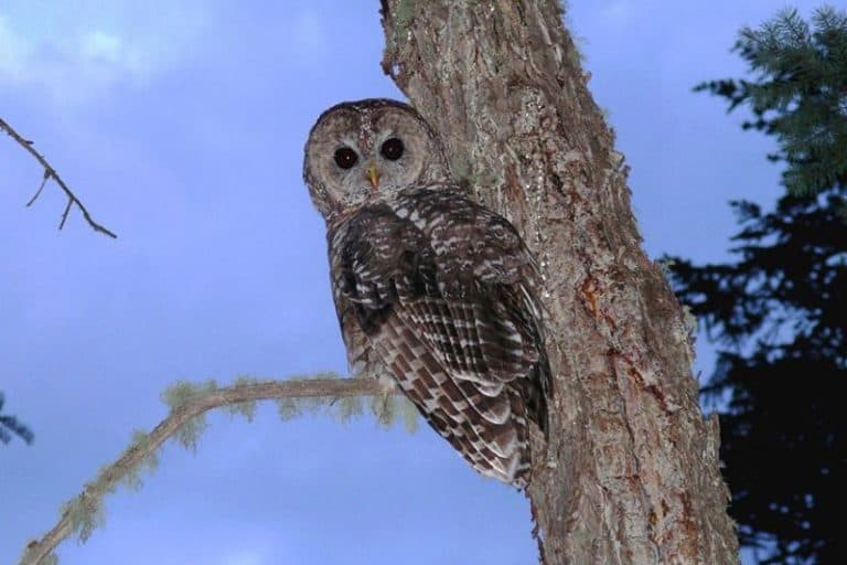 13 Types of Owls in Arizona (Pictures to Identify Them) Bird Feeder Hub
