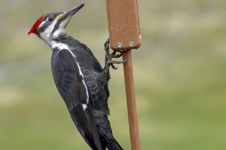 The 8 Species of Woodpeckers in (With Pictures) Digital Travel