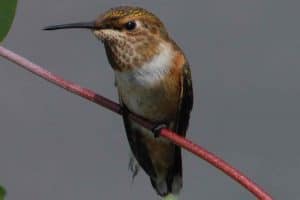 4 Hummingbirds in Wisconsin (Common & Rare)