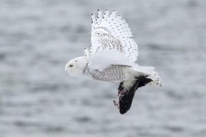 15 Species of Owls in Washington State