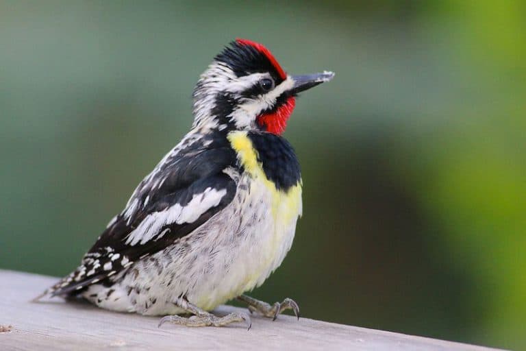The 8 Colorful Woodpeckers of New Hampshire Bird Feeder Hub