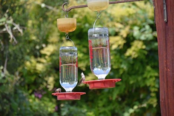 Where To Hang A Hummingbird Feeder - 4 Simple Ideas - Bird Feeder Hub