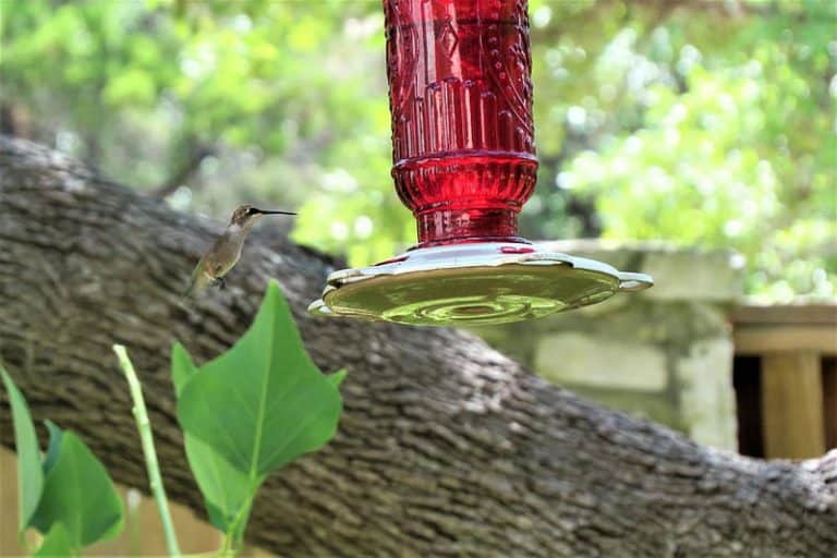 Where To Hang A Hummingbird Feeder 4 Simple Ideas Bird Feeder Hub