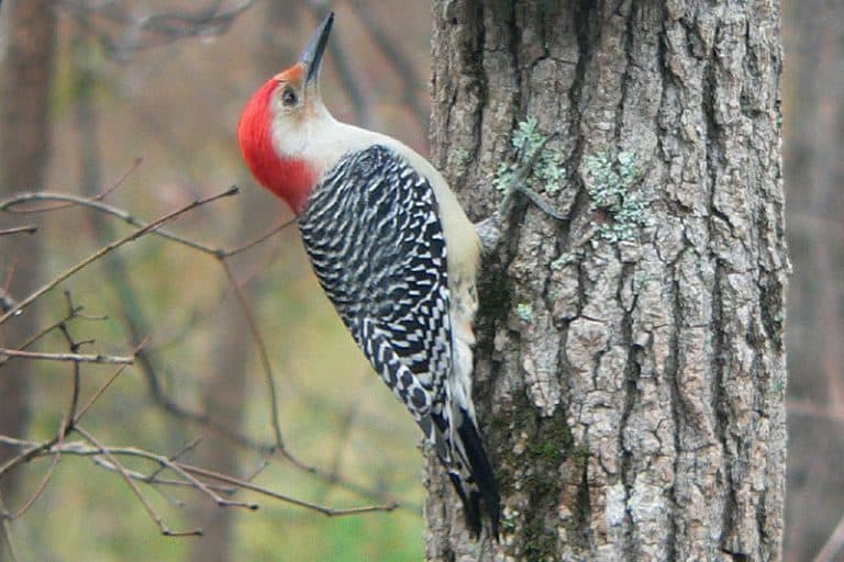 The 8 Colorful Woodpeckers of New Hampshire Bird Feeder Hub