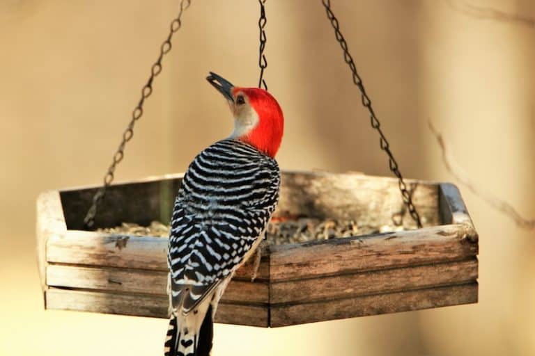 8 Species of Woodpeckers in Kansas (Pictures) Bird Feeder Hub