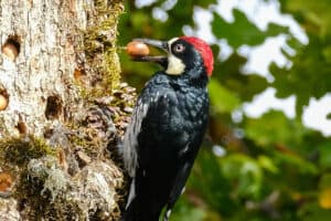 12 Species of Woodpeckers in Texas (Pictures)