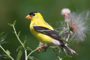 Learn How to Attract Goldfinches With These 6 Tips