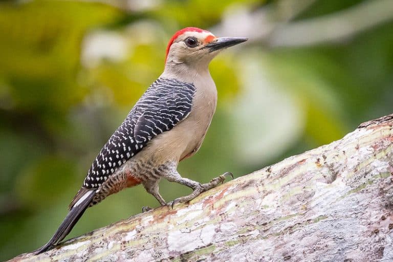 12 Species of Woodpeckers in Texas (Pictures) - Bird Feeder Hub