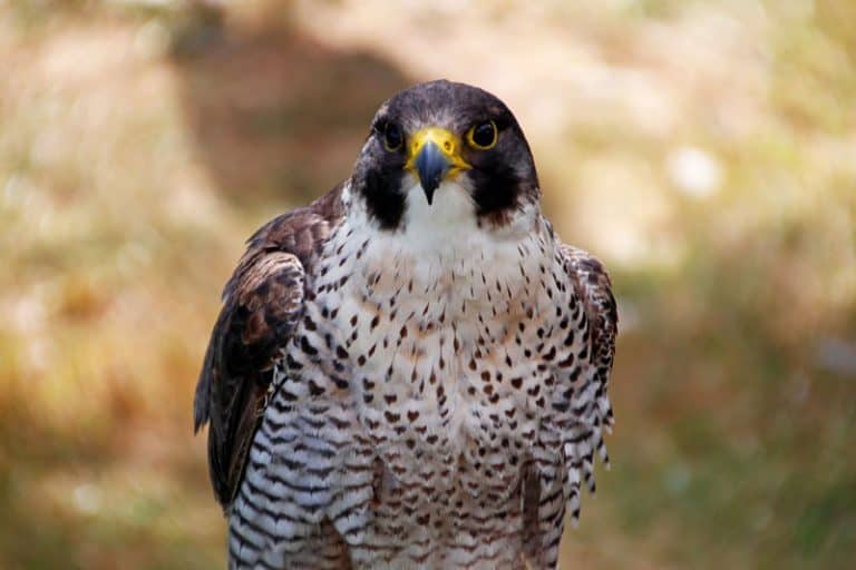 3 Species of Falcons in (Photos) Bird Feeder Hub