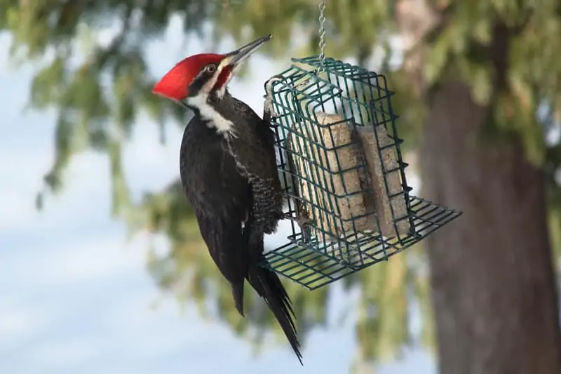 pileated-woodpecker-22.webp