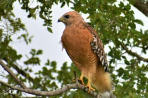 9 Species of Hawks in Oklahoma (Pictures)
