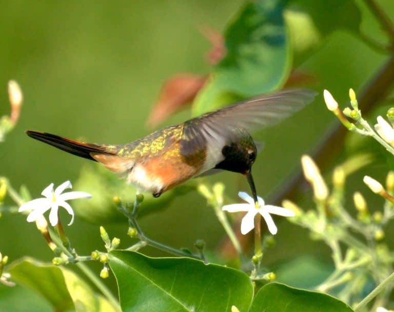 25 North American Hummingbirds (Pictures)