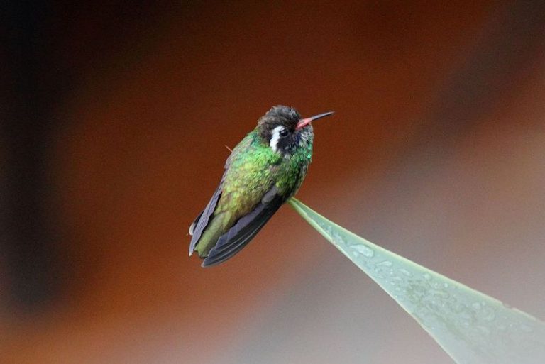 Hummingbirds in Michigan Regular and Rare Visitors Bird Feeder Hub