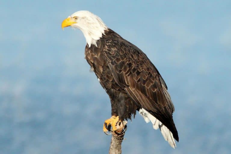 Discovering North America's Eagles All Species Revealed Bird Feeder Hub