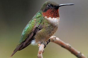Hummingbirds in Michigan – Regular and Rare Visitors