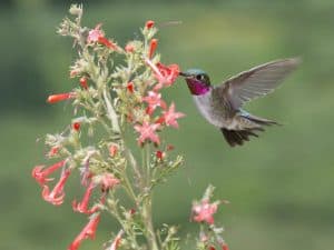 When to Put Out Hummingbird Feeders (Tips for Each State) - Bird Feeder Hub