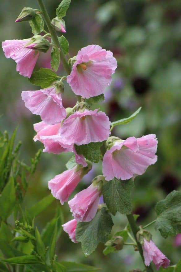 20 Plants and Flowers That Attract Hummingbirds Bird Feeder Hub