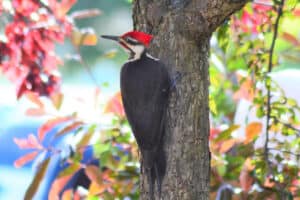 8 Species of Woodpeckers in Maine (Pictures)