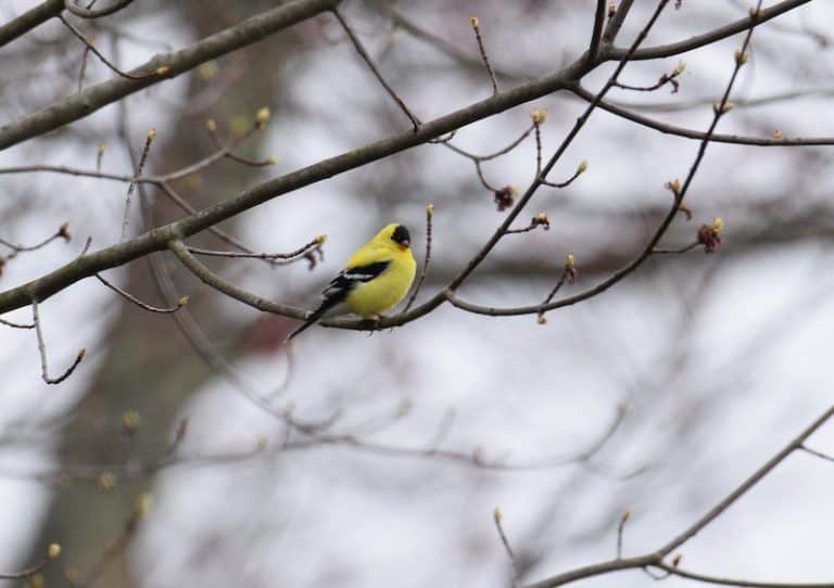 20 Interesting Facts About American Goldfinches - Bird Feeder Hub