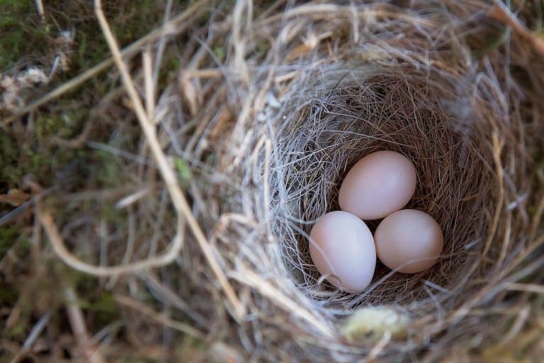 Why Birds Abandon Their Nests With Eggs 4 Common Reasons Bird Feeder Hub