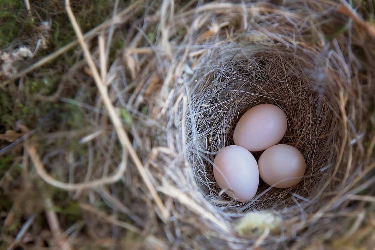 Why Birds Abandon Their Nests With Eggs 4 Common Reasons Bird