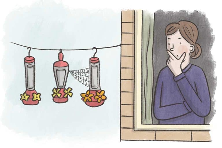Why Did My Hummingbirds Disappear? (5 Reasons) Bird Feeder Hub