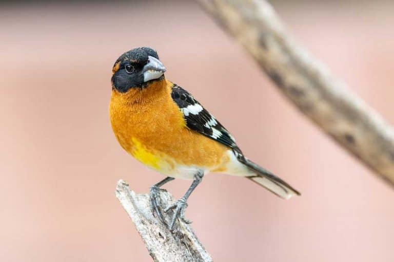 15 Bird Species with Orange Bellies (Pictures) Bird Feeder Hub