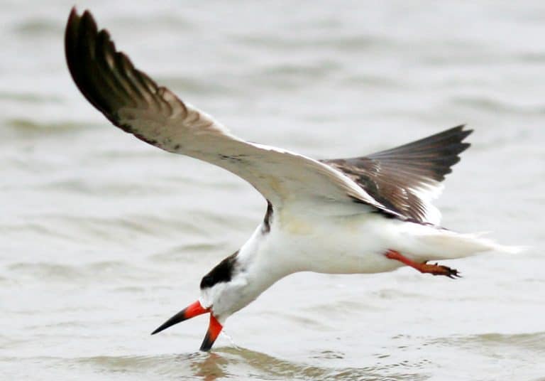 16 Birds With Red Beaks (Pictures and Info) Bird Feeder Hub